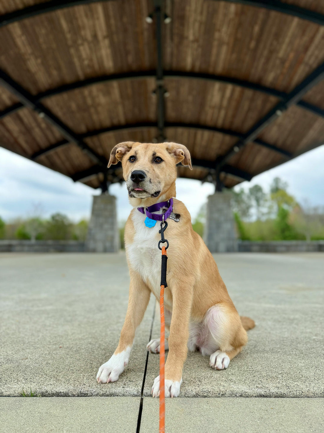 Adorable Puppy Sitting Under a Pavilion Outdoors